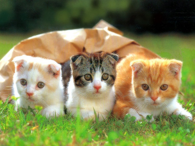 Three kittens grass brown bag free wallpaper for desktop - medium preview image