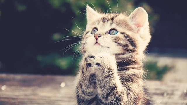 Kitten standing pawing camera wide free wallpaper for desktop - medium preview image