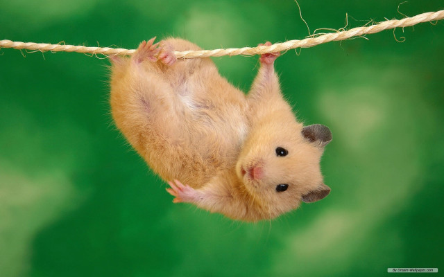 Hamster upside down hanging rope free wallpaper for desktop - medium preview image