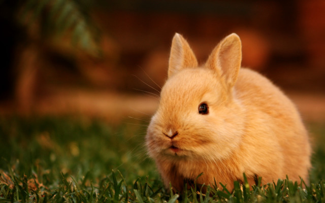 Small rabbit sad grass looking free wallpaper for desktop - medium preview image