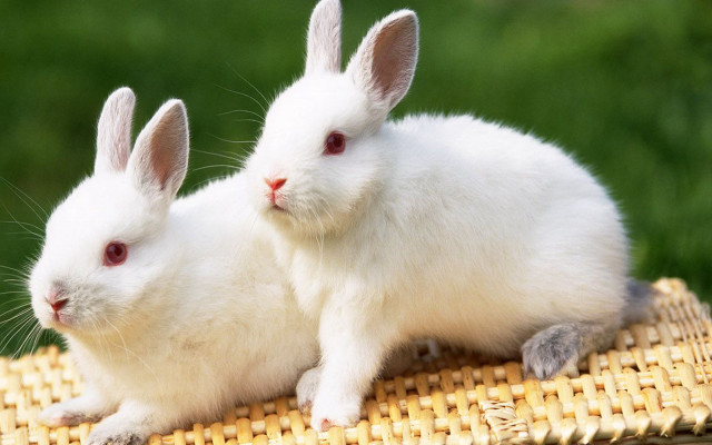 Two white rabbits sitting bamboo free wallpaper for desktop - medium preview image
