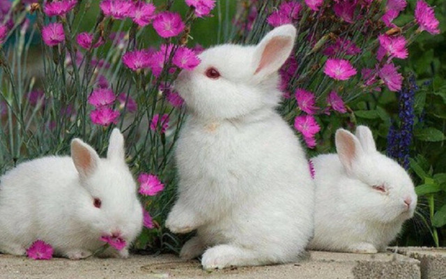 Three white rabbits purple pink free wallpaper for desktop - medium preview image