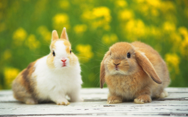 Rabbits wooden surface yellow flowers free wallpaper for desktop - medium preview image