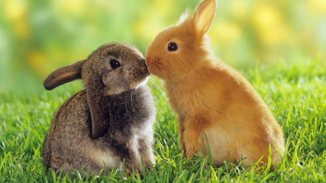Rabbit kissing noses grass image #4 free wallpaper for desktop - medium preview image