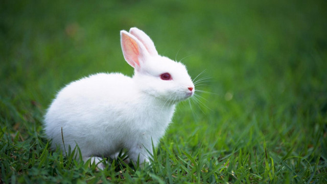 White rabbit grass camera red free wallpaper for desktop - medium preview image