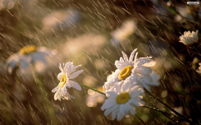 Daisies rain water drops blurry free wallpaper for desktop - medium preview image