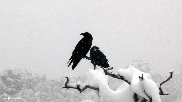 Black birds perched branch snow free wallpaper for desktop - medium preview image