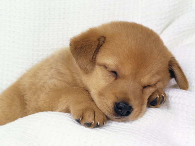 Small brown puppy sleeping white free wallpaper for desktop - medium preview image