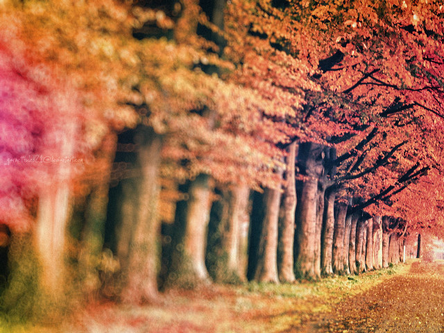 Tree lined road red leaves #2 free wallpaper for desktop - medium preview image