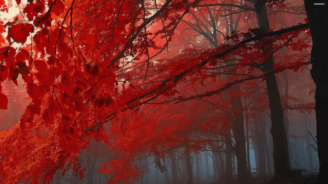 Red forest trees leaves fog free wallpaper for desktop - medium preview image
