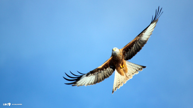 Large bird prey flying wings free wallpaper for desktop - medium preview image