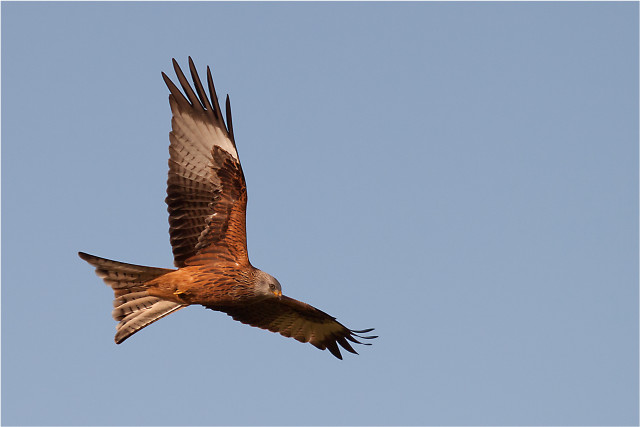 Bird flying sky puzzle wildlife free wallpaper for desktop - medium preview image