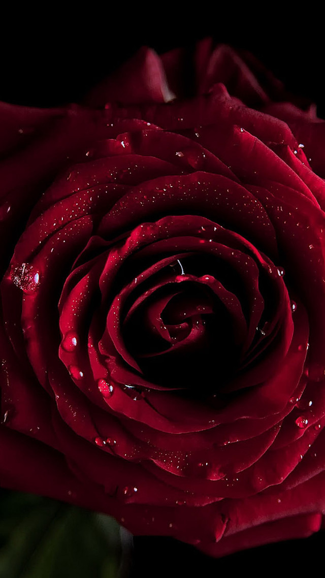 Red rose water droplet rococo free wallpaper for mobile - medium preview image