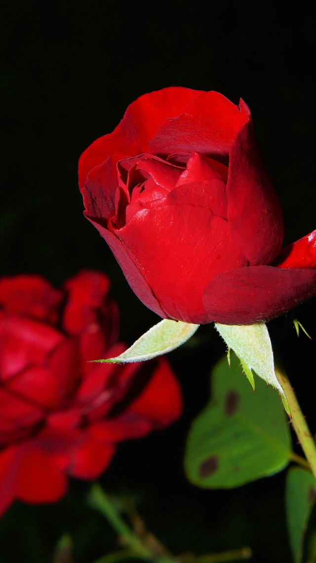 Red rose green stem dark #4 free wallpaper for mobile - medium preview image