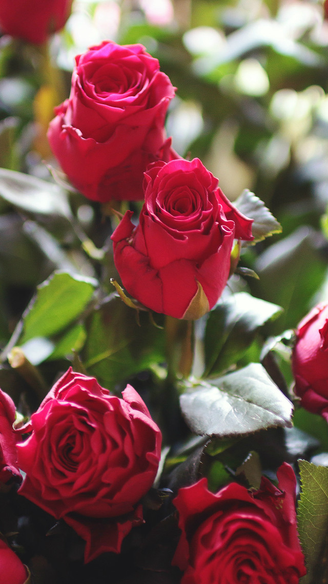 Red roses vase rococo macro free wallpaper for mobile - medium preview image