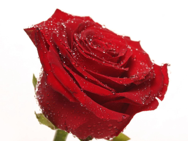 Red rose water droplets petals #12 free wallpaper for desktop - medium preview image