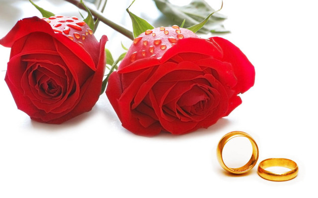 Roses gold wedding rings white free wallpaper for desktop - medium preview image