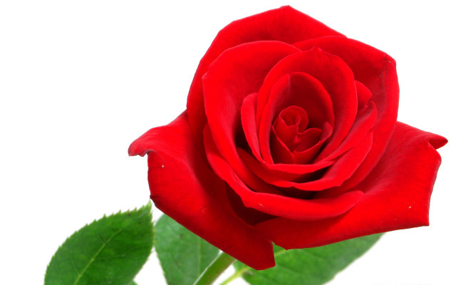 Red rose green leaves white free wallpaper for desktop - medium preview image