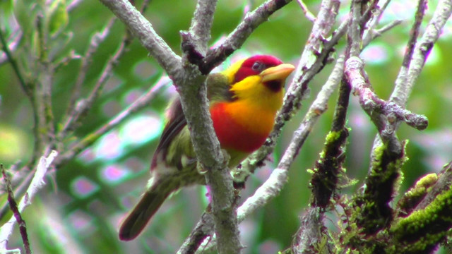 Colorful bird tree branch forest #5 free wallpaper for desktop - medium preview image
