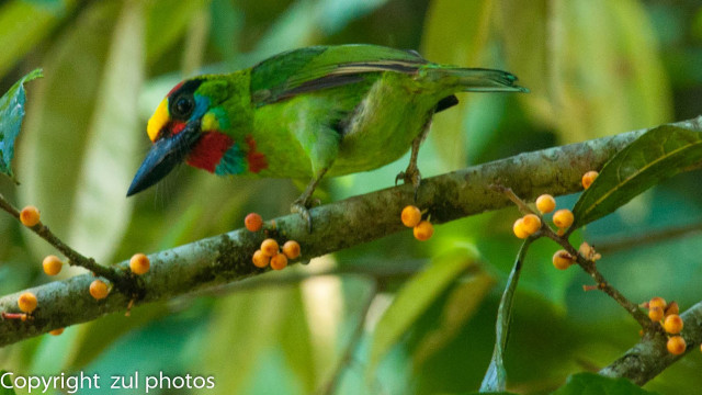 Green bird branch berries christmas free wallpaper for desktop - medium preview image