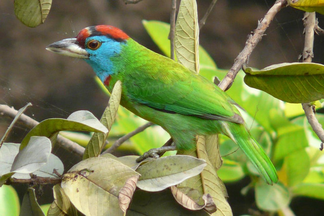 Colorful bird perched tree branch #8 free wallpaper for desktop - medium preview image