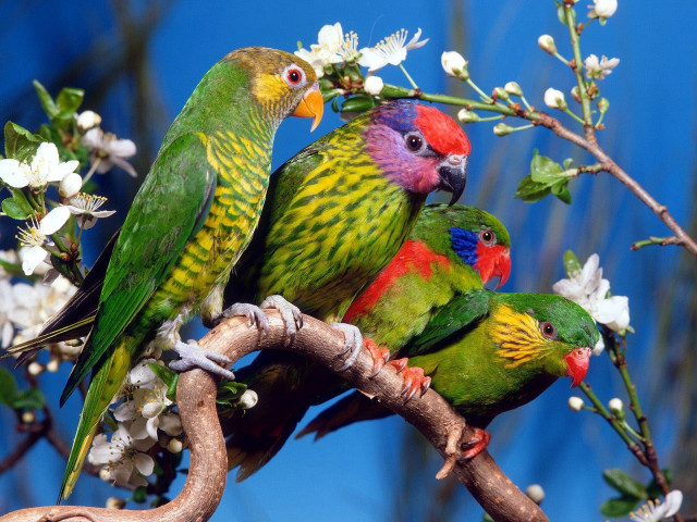 Colorful birds branch white flowers free wallpaper for desktop - medium preview image