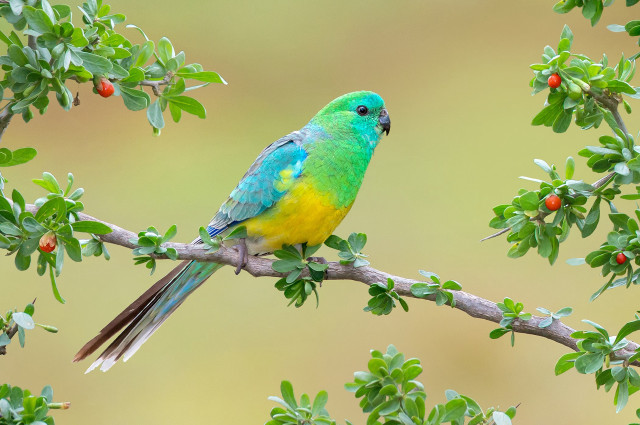 Colorful bird perched branch tree free wallpaper for desktop - medium preview image