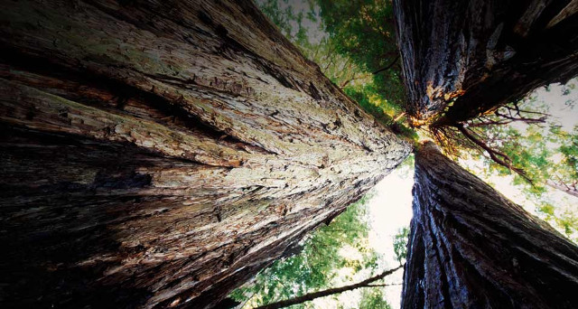 Trees sky forest view upward free wallpaper for desktop - medium preview image