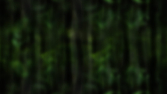 Blurry forest bird flying air free wallpaper for desktop - medium preview image