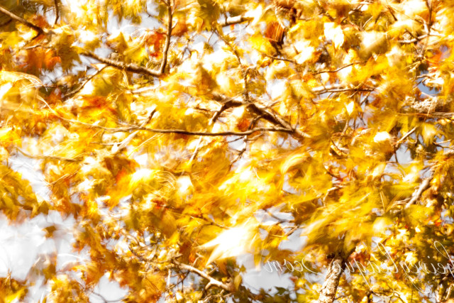 Tree yellow leaves white sky free wallpaper for desktop - medium preview image