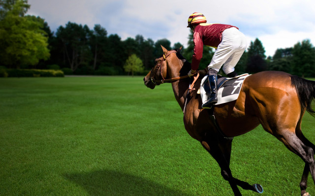 Jockey horse green field trees free wallpaper for desktop - medium preview image