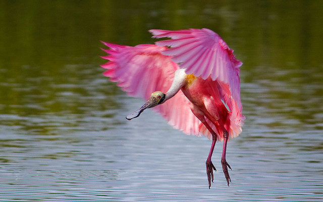 Pink bird flying over water free wallpaper for desktop - medium preview image