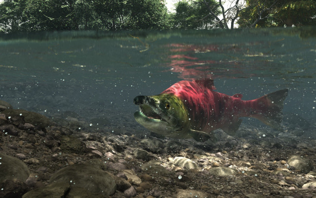 Fish swimming water rocks trees free wallpaper for desktop - medium preview image