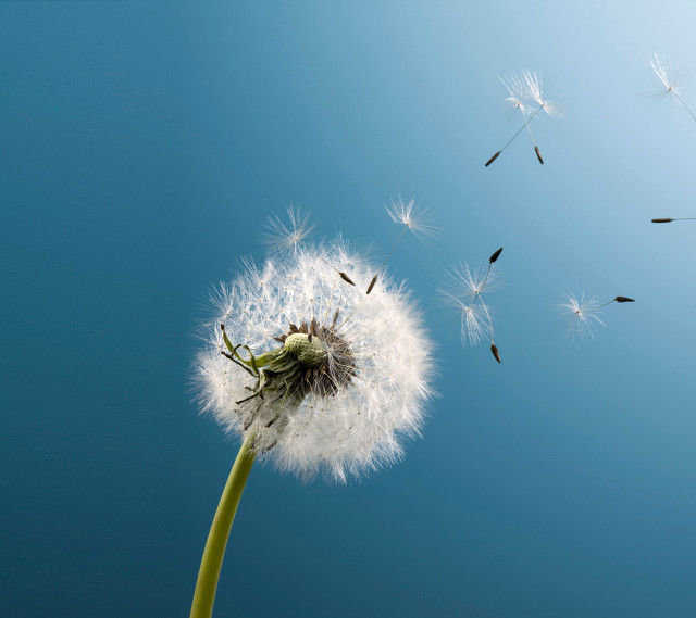 Dandelion blowing wind blue sky #2 free wallpaper for tablet - medium preview image