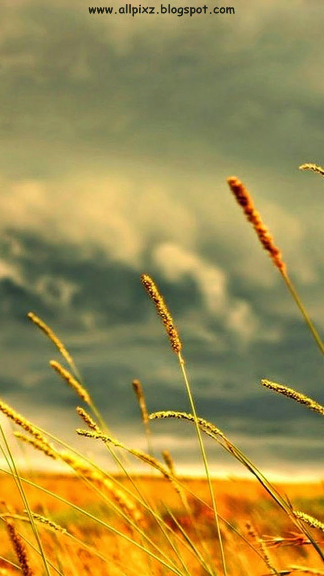 Tall grass cloudy sky power free wallpaper for mobile - medium preview image