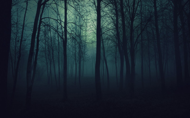 Dark forest trees fog night free wallpaper for desktop - medium preview image