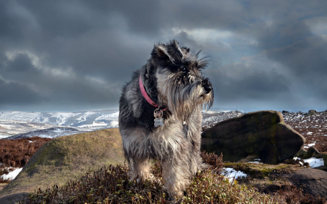 Shaggy dog hill cloudy sky free wallpaper for desktop - medium preview image