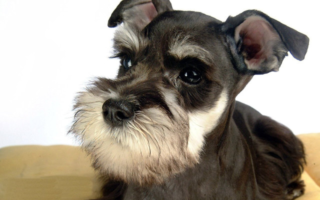 Dog sitting couch sad look free wallpaper for desktop - medium preview image