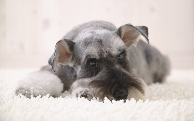 Dog laying white carpet stuffed free wallpaper for desktop - medium preview image