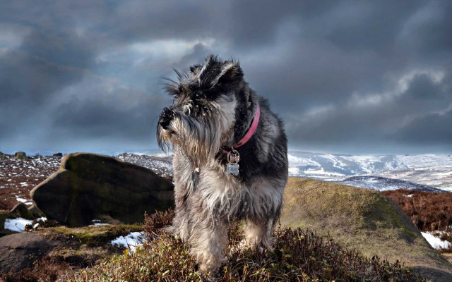 Dog grass hill mountain snow free wallpaper for desktop - medium preview image