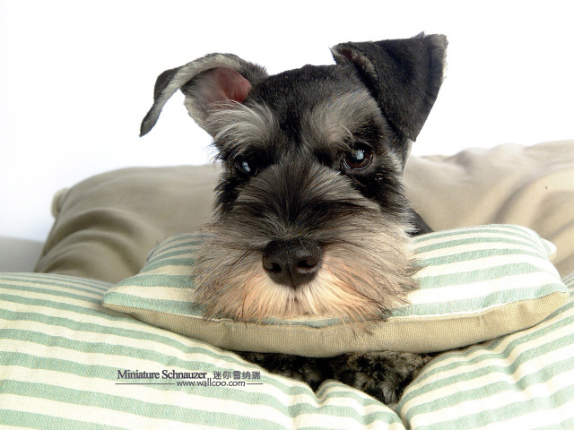 Small dog pillow bed looking free wallpaper for desktop - medium preview image