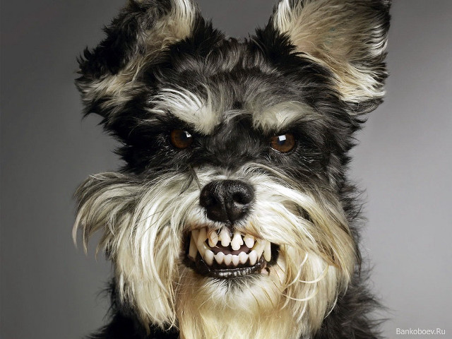 Dog smile fur lion portrait free wallpaper for desktop - medium preview image