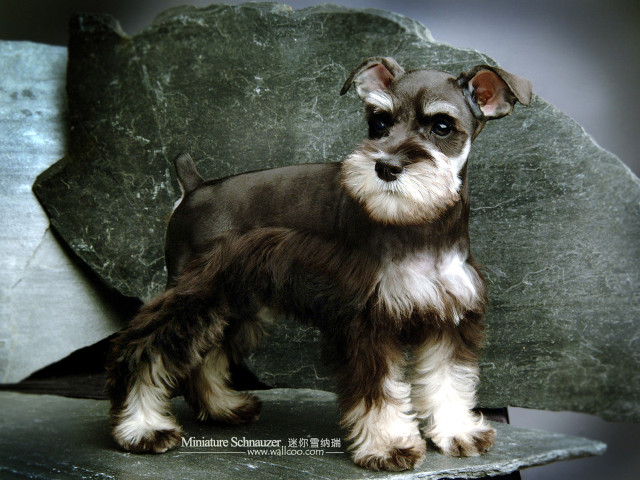 Small dog green chair black free wallpaper for desktop - medium preview image