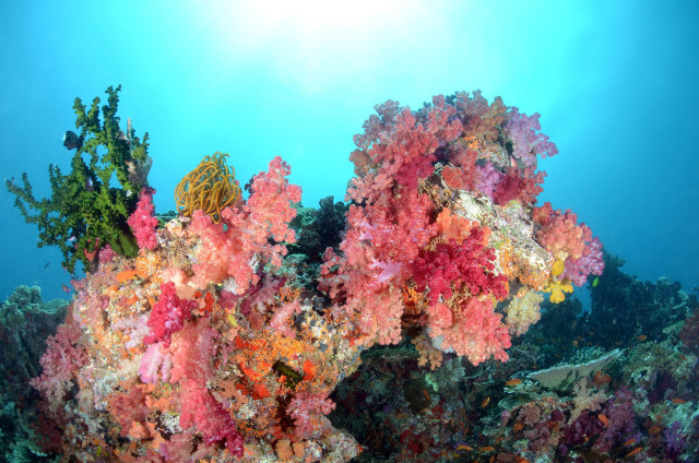 Colorful coral reef blue sky free wallpaper for desktop - medium preview image
