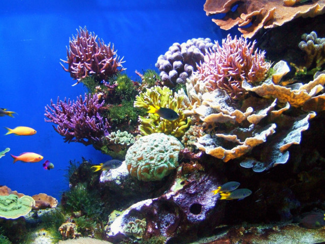 Large aquarium corals fish swimming free wallpaper for desktop - medium preview image