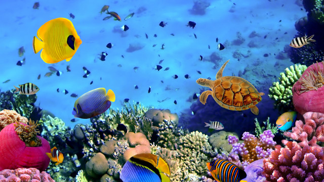 Fish swimming coral reef ocean free wallpaper for desktop - medium preview image
