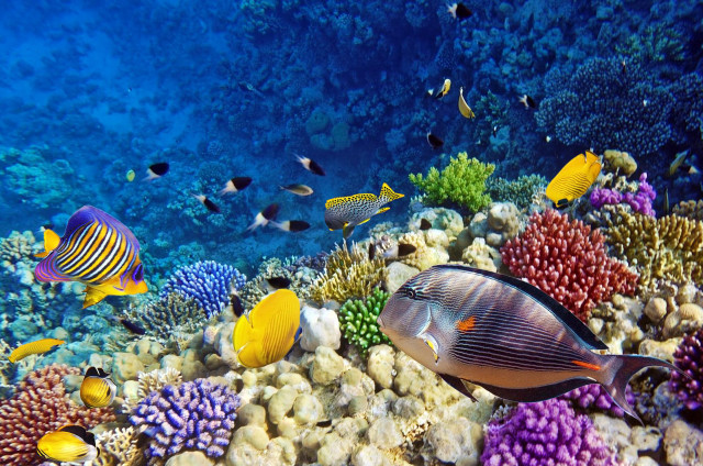 Colorful coral reef variety fish free wallpaper for desktop - medium preview image