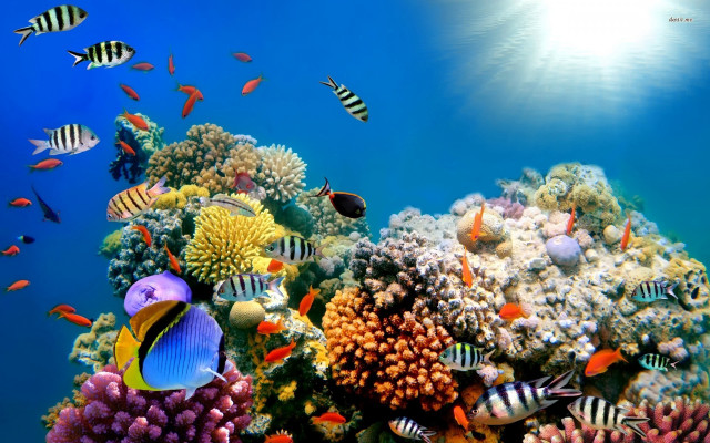 Colorful coral reef fish sunlight free wallpaper for desktop - medium preview image