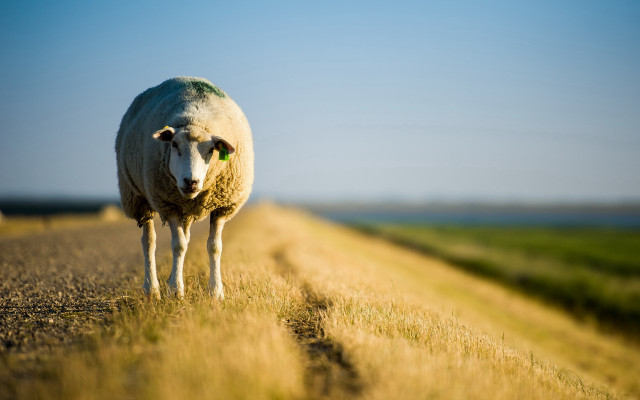 Sheep field sky background grass free wallpaper for desktop - medium preview image