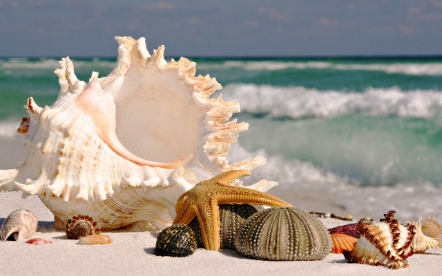 Sea shells beach ocean waves free wallpaper for desktop - medium preview image